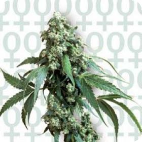 Jack Flash #5 Feminised Seeds