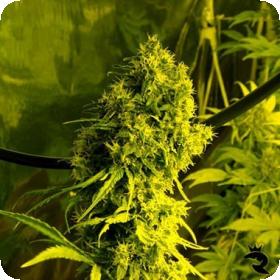 Jack La Mota Feminised Seeds
