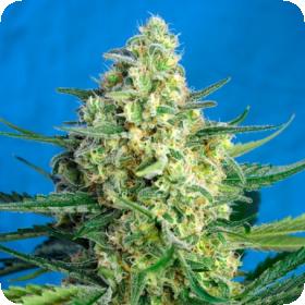 Jack 47  Xl  Auto  Feminised  Cannabis  Seeds  Sweet  Cannabis  Seeds 0