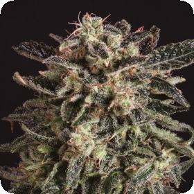 Jack Flash x SCBDX Feminised Seeds