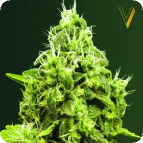 Jack Hammer Feminised Seeds Jack Hammer Feminised Seeds