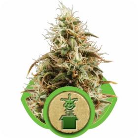 Royal Jack Automatic Feminised Seeds Royal Jack Automatic Feminised Seeds
