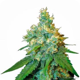 Jack  Herer  Feminised  Cannabis  Seeds  Sensi  Cannabis  Seeds 0