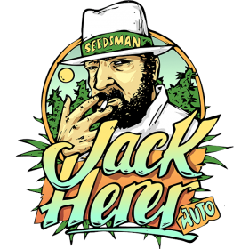 Jack Herrer Auto Feminised Cannabis Seeds Cannabis Seedsman