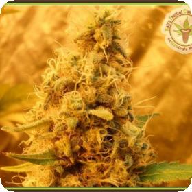 Jack Mist Tree Feminised Seeds Jack Mist Tree Feminised Seeds