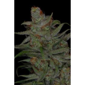 Jack Skellington Regular Seeds