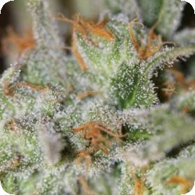 Jack Straw Regular Seeds Jack Straw Regular Seeds