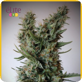 Jack Ultra CBD Feminised Seeds Jack Ultra CBD Feminised Seeds