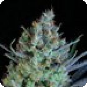 Jacked-Up Regular Seeds