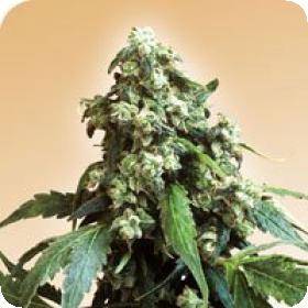 Jack Flash Regular Seeds Jack Flash Regular Seeds