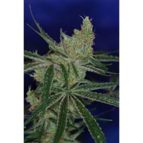 Jacks Cleaner 2 Regular Seeds