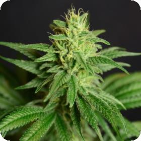 Jean Guy CBD Feminised Seeds Jean Guy CBD Feminised Seeds