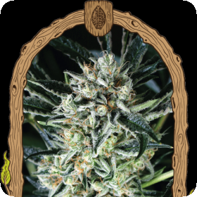 Jelly Bananas Feminised Seeds Jelly Bananas Feminised Seeds