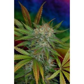 Jillybean Regular Seeds