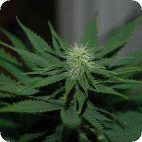 Jock Horror Feminised Seeds