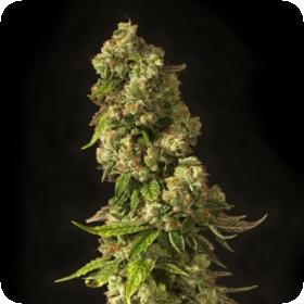 John Doe Regular Seeds