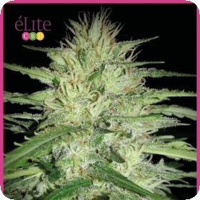Juanita La Lagrimosa CBD Feminised Seeds Juanita La Lagrimosa CBD Feminised Seeds