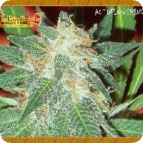 Jumping Black Dash Auto Feminised Seeds Jumping Black Dash Auto Feminised Seeds