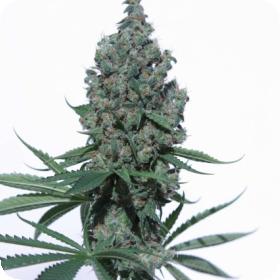 K8 Feminised Seeds K8 Feminised Seeds