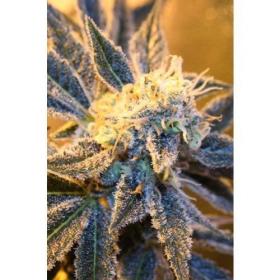 Kaboom Regular Seeds