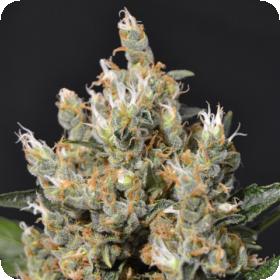 Kali Feminised Seeds