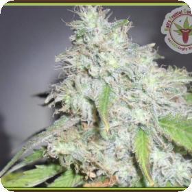 Kali's White Shadow Feminised Seeds Kali's White Shadow Feminised Seeds
