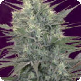 Kalichakra Regular Seeds Kalichakra Regular Seeds