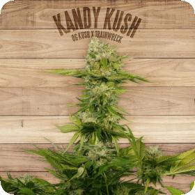 Kandy Kush Feminised Seeds Kandy Kush Feminised Seeds