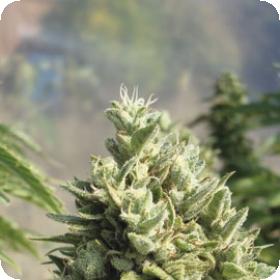 Kandy Kush Regular Seeds