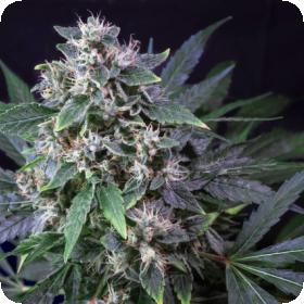 Karel's Haze Regular Seeds Karel's Haze Regular Seeds