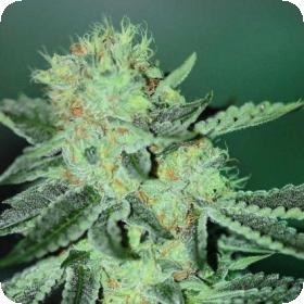 Karma OG Regular Seeds