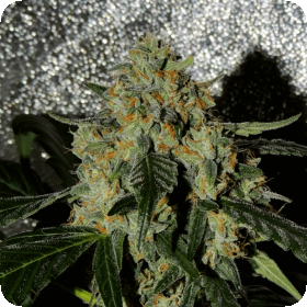 Karma OG Jack Limited Edition Feminised Seeds Karma OG Jack Limited Edition Feminised Seeds