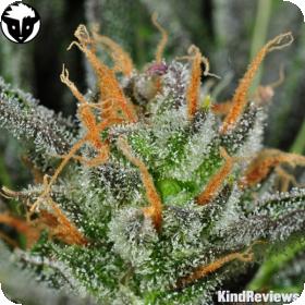 Karma Bitch Feminised Seeds Karma Bitch Feminised Seeds
