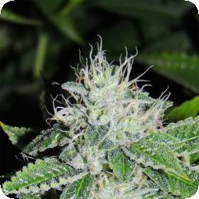 KarmaRado OG Regular Seeds KarmaRado OG Regular Seeds