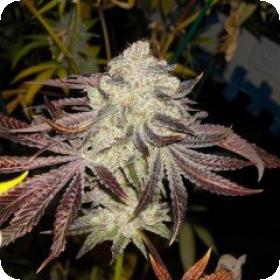 KarmDown Regular Seeds KarmDown Regular Seeds