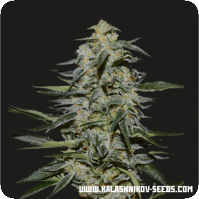 Katyusha Feminised Seeds Katyusha Feminised Seeds