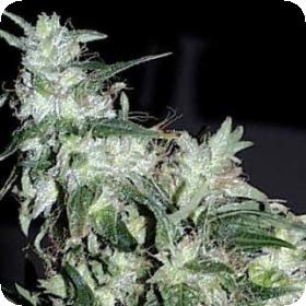 Haze Special Feminised Seeds Haze Special Feminised Seeds