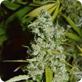 Kees' Old School Haze Regular Seeds Kees' Old School Haze Regular Seeds