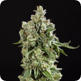 Key Lime Pie x Do-Si-Dos Limited Edition Feminised Seeds Key Lime Pie x Do-Si-Dos Limited Edition Feminised Seeds