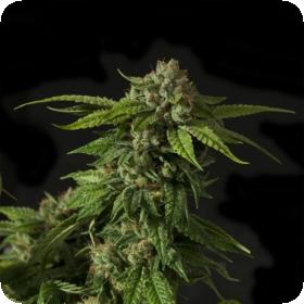 Khufu Regular Seeds