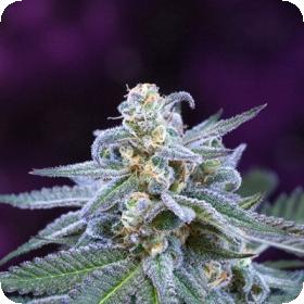 Killer Grape Regular Seeds