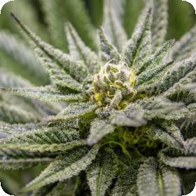 Killer Queen Feminised Seeds Killer Queen Feminised Seeds