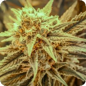 Killer Queen Regular Seeds Killer Queen Regular Seeds