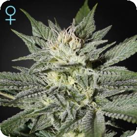 King's Kush CBD Feminised Seeds King's Kush CBD Feminised Seeds