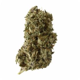 Kosher Tangie Kush Feminised Seeds Kosher Tangie Kush Feminised Seeds