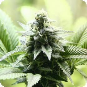 Indica Cream (Kreamy Karamel) Feminised Seeds Indica Cream (Kreamy Karamel) Feminised Seeds