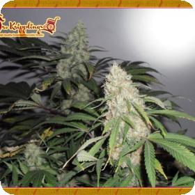 Kripple Roulette Feminised Seeds Kripple Roulette Feminised Seeds