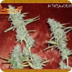 Krippleberry Auto Feminised Cannabis Seeds Dr Krippling Cannabis Seeds 0