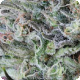 Krystalica Regular Seeds Krystalica Regular Seeds
