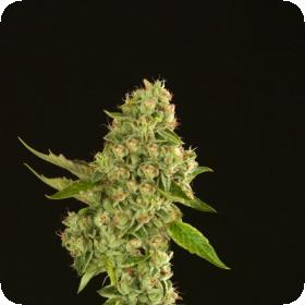 Kuchi Feminised Seeds Kuchi Feminised Seeds